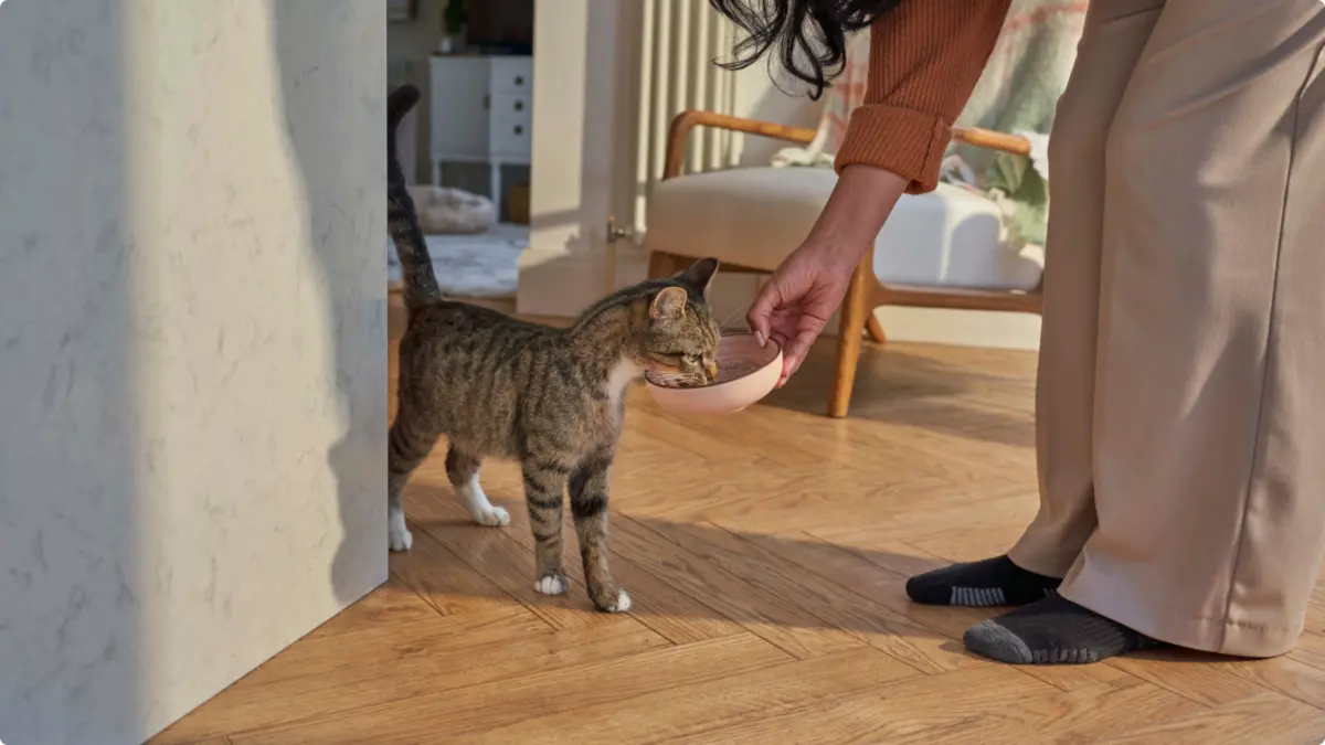 Person setting down a bowl of food for a tabby cat at home